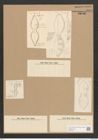 Dictyoneis marginata (Lewis) Cleve (de-Toni-Nr.: Genus 2, Species 839) Zeichnungen Sammlung Grunow Nr. 1663 (NHMW-BOT-W0368521)